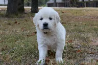 Black , a male English Cream Golden Retriever for sale in Powderly, TX – 8 of 10