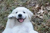 Blue, a male English Cream Golden Retriever for sale in Powderly, TX – 5 of 9