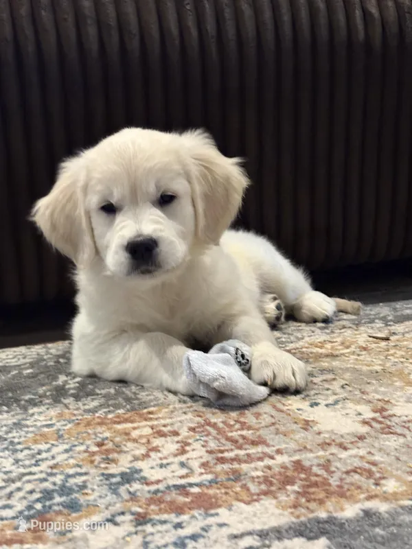 AKC Yellow Female – English Cream Golden Retriever puppy for sale in Paris, TX