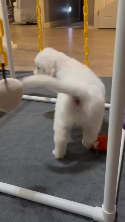 AKC Brown Male, a male English Cream Golden Retriever for sale in Powderly, TX – 6 of 6