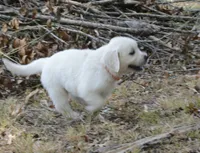 Orange, a male English Cream Golden Retriever for sale in Powderly, TX – 5 of 10