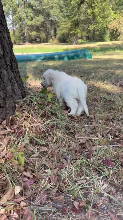 Gray, a male English Cream Golden Retriever for sale in Powderly, TX – 8 of 10