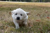 Orange, a male English Cream Golden Retriever for sale in Powderly, TX – 8 of 10