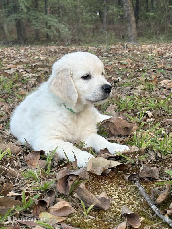 Green – English Cream Golden Retriever puppy on hold in Powderly, TX