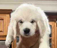 AKC Gray Male, a male English Cream Golden Retriever for sale in Powderly, TX – 1 of 10