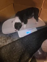 American bulldogs , a male American Bulldog for sale in LaPorte, IN – Photo 9 of 9