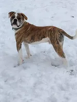 American bulldogs , a male American Bulldog for sale in LaPorte, IN – Photo 2 of 9