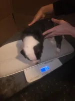 American bulldogs , a male American Bulldog for sale in LaPorte, IN – Photo 6 of 9