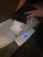 American bulldogs , a male American Bulldog for sale in LaPorte, IN – Photo 4 of 9