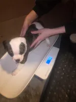 American bulldogs , a male American Bulldog for sale in LaPorte, IN – Photo 3 of 9