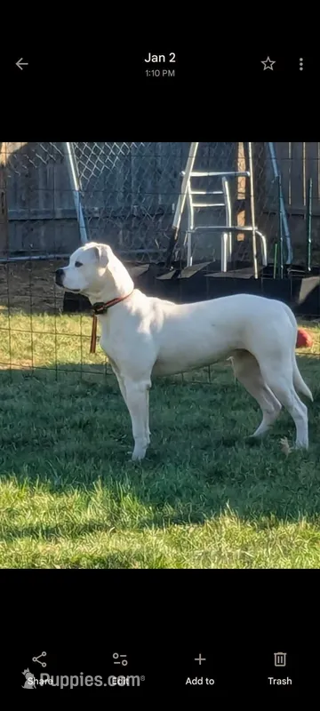 American bulldogs , a male American Bulldog for sale in LaPorte, IN – Photo 1 of 9