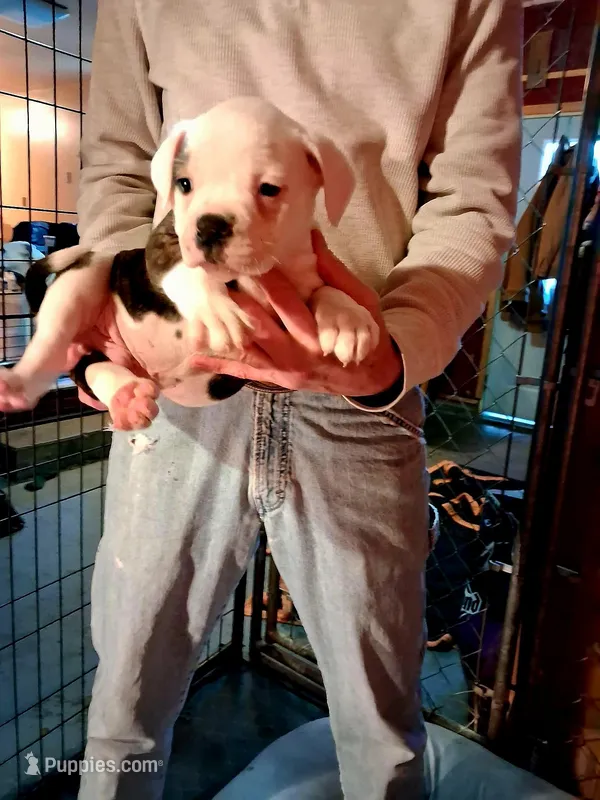 Boy 5, a female American Bulldog for sale in LaPorte, IN – Photo 1 of 1