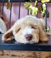 ROCKET, a male Goldendoodle for sale in Dacula, GA – Photo 6 of 9
