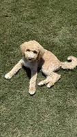 ROCKET, a male Goldendoodle for sale in Dacula, GA – Photo 3 of 9