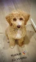 ROCKET, a male Goldendoodle for sale in Dacula, GA – Photo 8 of 9