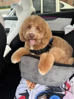 ROCKET, a male Goldendoodle for sale in Dacula, GA – Photo 1 of 9