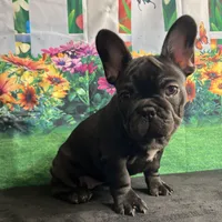 Sealed Black Frenchie Female, a female French Bulldog for sale in Aurora, CO – Photo 2 of 9