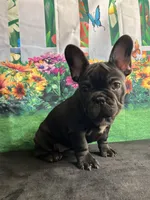 Sealed Black Frenchie Female, a female French Bulldog for sale in Aurora, CO – Photo 2 of 9