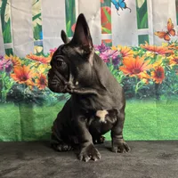 Sealed Black Frenchie Female, a female French Bulldog for sale in Aurora, CO – Photo 6 of 9
