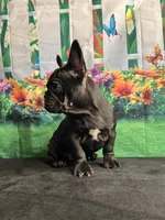 Sealed Black Frenchie Female, a female French Bulldog for sale in Aurora, CO – Photo 6 of 9