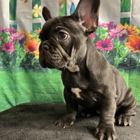 Sealed Black Frenchie Female, a female French Bulldog for sale in Aurora, CO – Photo 5 of 9