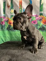 Sealed Black Frenchie Female, a female French Bulldog for sale in Aurora, CO – Photo 5 of 9