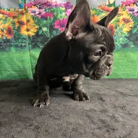 Sealed Black Frenchie Female, a female French Bulldog for sale in Aurora, CO – Photo 8 of 9