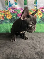 Sealed Black Frenchie Female, a female French Bulldog for sale in Aurora, CO – Photo 8 of 9
