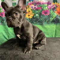 Sealed Black Frenchie Female, a female French Bulldog for sale in Aurora, CO – Photo 7 of 9