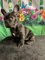 Sealed Black Frenchie Female, a female French Bulldog for sale in Aurora, CO – Photo 7 of 9