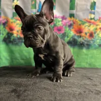 Sealed Black Frenchie Female, a female French Bulldog for sale in Aurora, CO – Photo 3 of 9