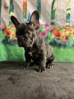 Sealed Black Frenchie Female, a female French Bulldog for sale in Aurora, CO – Photo 3 of 9