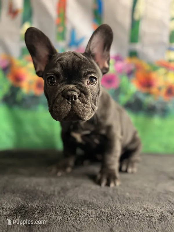 Sealed Black Frenchie Female