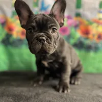 Sealed Black Frenchie Female, a female French Bulldog for sale in Aurora, CO – Photo 1 of 9