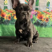 Sealed Black Frenchie Female, a female French Bulldog for sale in Aurora, CO – Photo 4 of 9