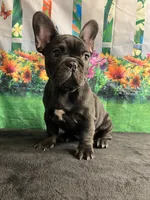 Sealed Black Frenchie Female, a female French Bulldog for sale in Aurora, CO – Photo 4 of 9