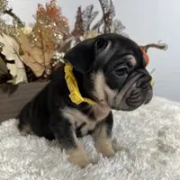 Black and Tan Big Rope Female, a female French Bulldog for sale in Aurora, CO – Photo 5 of 9