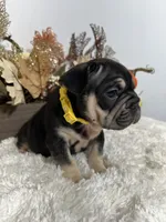 Black and Tan Big Rope Female, a female French Bulldog for sale in Aurora, CO – Photo 5 of 9