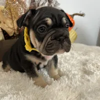 Black and Tan Big Rope Female, a female French Bulldog for sale in Aurora, CO – Photo 8 of 9