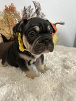 Black and Tan Big Rope Female, a female French Bulldog for sale in Aurora, CO – Photo 8 of 9