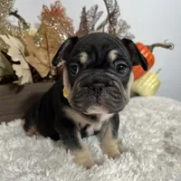 Black and Tan Big Rope Female, a female French Bulldog for sale in Aurora, CO – Photo 3 of 9