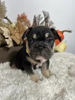 Black and Tan Big Rope Female, a female French Bulldog for sale in Aurora, CO – Photo 3 of 9