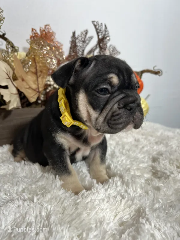 Black and Tan Big Rope Female