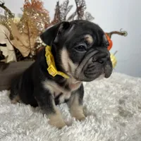 Black and Tan Big Rope Female, a female French Bulldog for sale in Aurora, CO – Photo 1 of 9