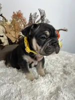 Black and Tan Big Rope Female, a female French Bulldog for sale in Aurora, CO – Photo 1 of 9