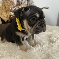 Black and Tan Big Rope Female, a female French Bulldog for sale in Aurora, CO – Photo 6 of 9