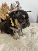 Black and Tan Big Rope Female, a female French Bulldog for sale in Aurora, CO – Photo 6 of 9