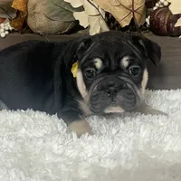 Black and Tan Big Rope Female, a female French Bulldog for sale in Aurora, CO – Photo 9 of 9