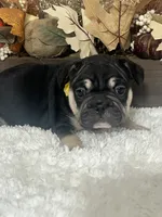 Black and Tan Big Rope Female, a female French Bulldog for sale in Aurora, CO – Photo 9 of 9