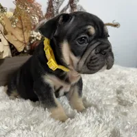 Black and Tan Big Rope Female, a female French Bulldog for sale in Aurora, CO – Photo 7 of 9